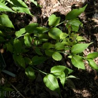 Flowering Nutmeg